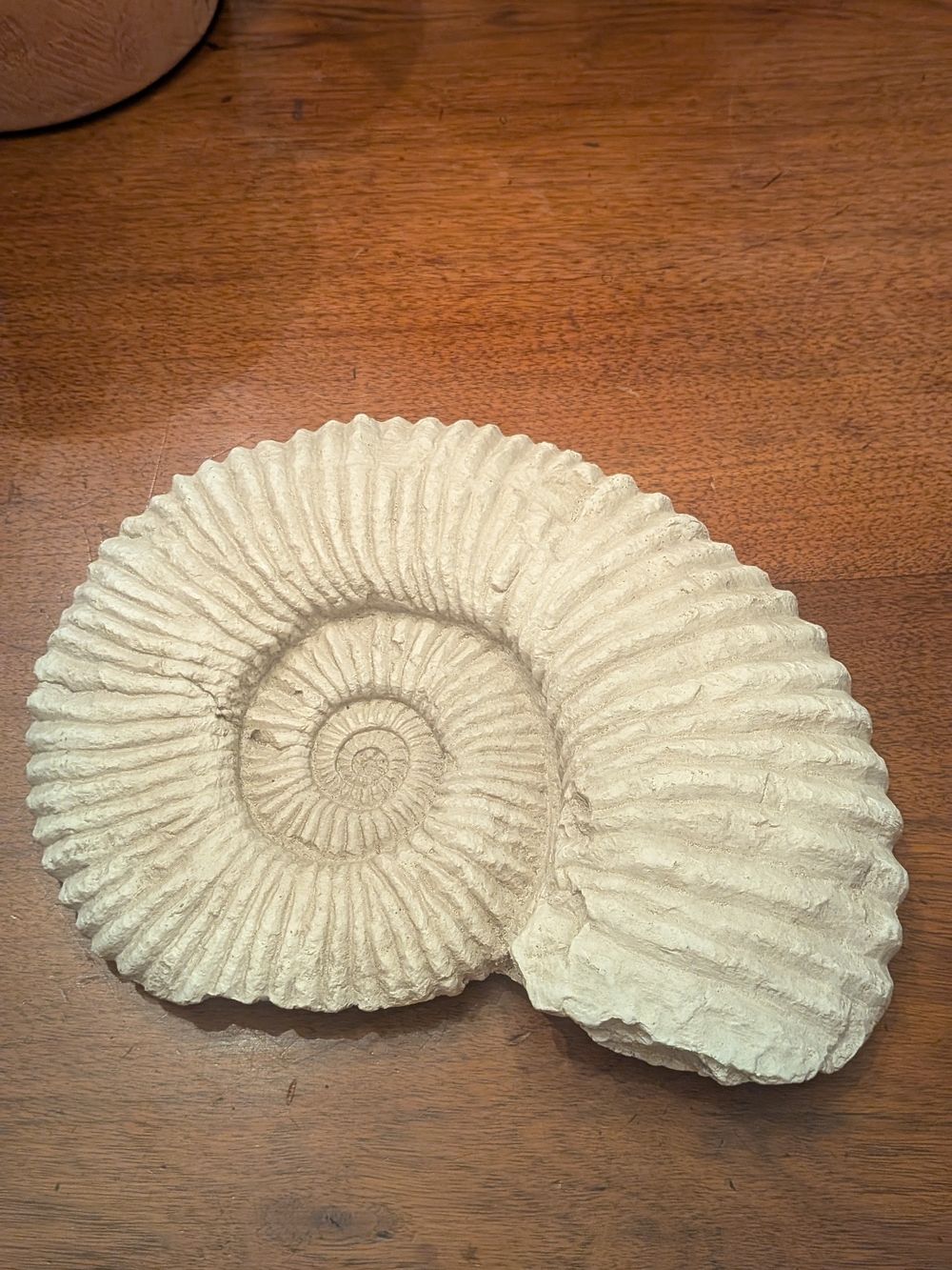 Neutral Beige Ammonite Shell Wall Art - Home Art